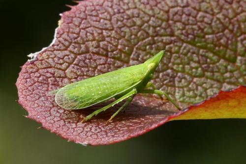 Dictyophara europaea